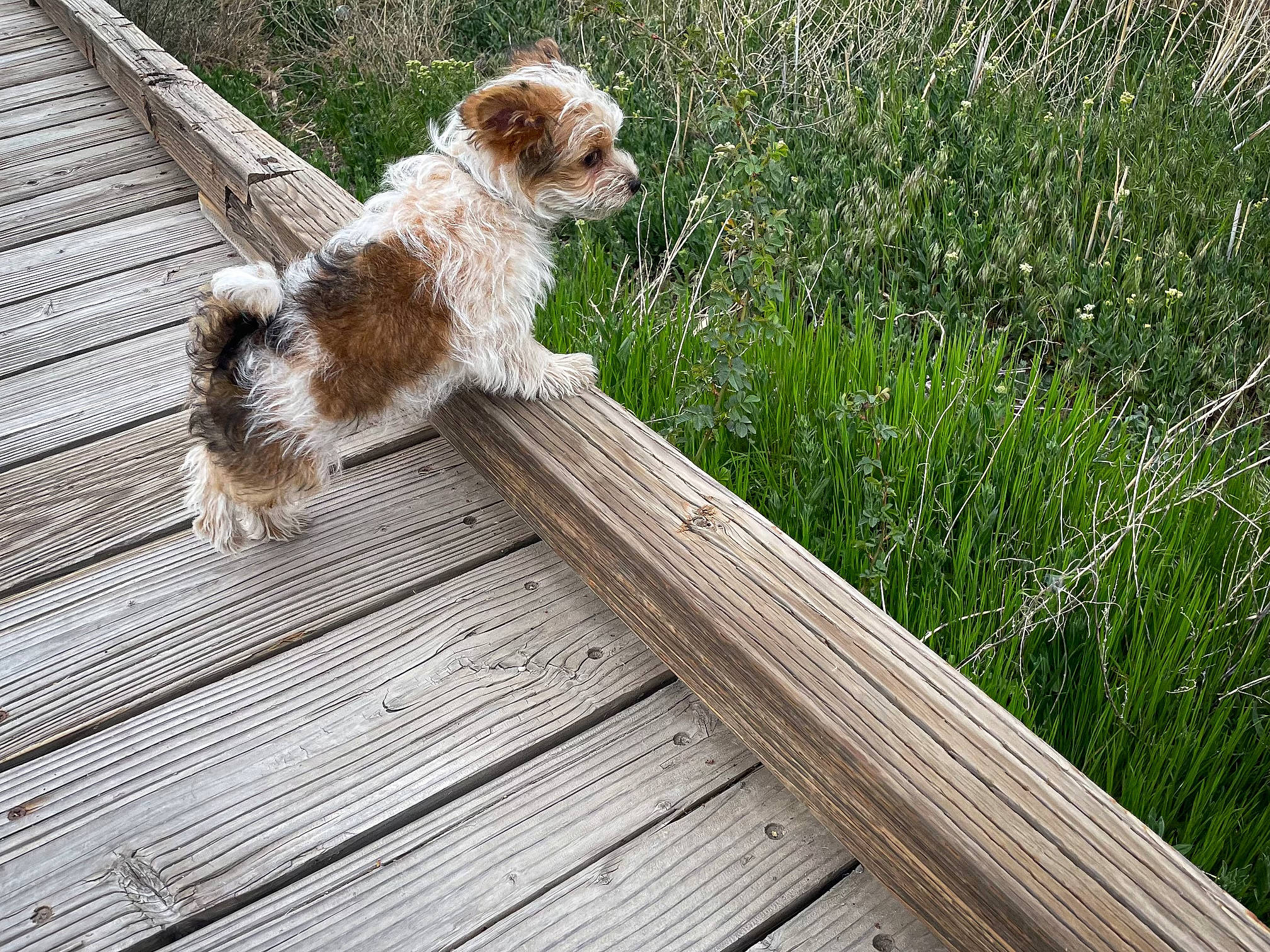 Zeus joined the competition — help win amazing prizes! carnivore, companion_dog, deck, dog, dog_breed, fur, grass, hardwood, outdoor_furniture, plank, plant, small_terrier, sporting_group, tail, terrier, toy_dog, wood