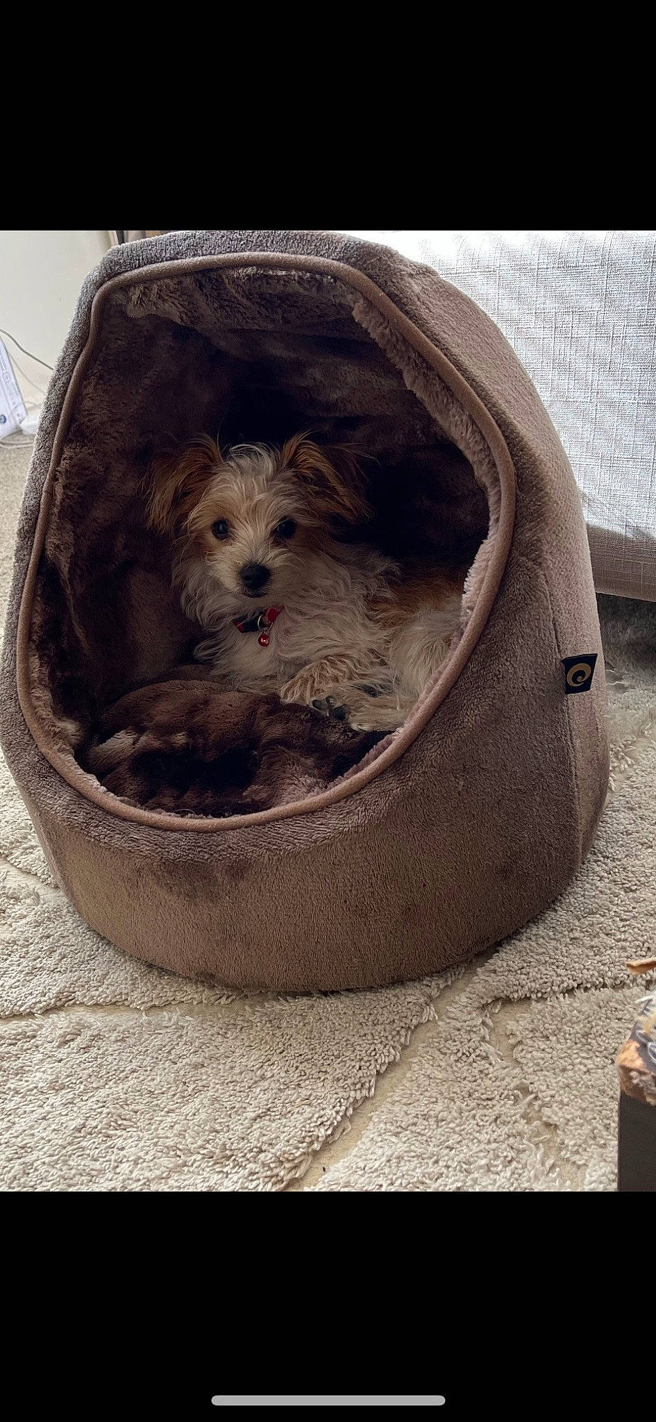 Zeus joined the competition — help win amazing prizes! automotive_tire, automotive_wheel_system, basket, bumper, carnivore, circle, companion_dog, dog, dog_bed, dog_breed, dog_supply, outdoor_sofa, pet_supply, rim, sitting, small_terrier, tire, toy_dog, wicker, window