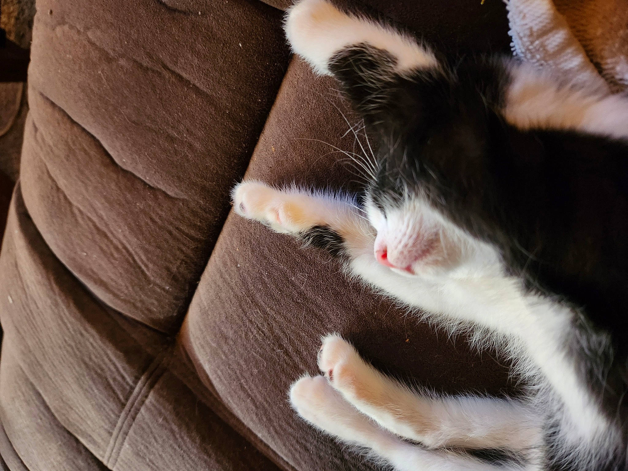 Kaci is registered to the contest to win money with this photo: carmine, carnivore, cat, claw, close_up, comfort, domestic_short_haired_cat, fawn, felidae, fur, human_leg, nap, paw, small_to_medium_sized_cats, snout, tail, textile, thread, whiskers, wood