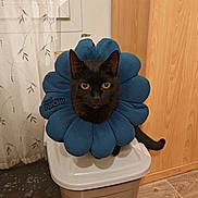 Réglisse a rejoint le concours — aidez-le/la à gagner de superbes lots ! black_cat, cat, flower_collar, blue_collar, pet, indoor, plastic_container, wooden_furniture, curtain, floor, yellow_eyes, animal, cute, sitting, looking_at_camera, domestic, feline, cozy, household, pet_accessory