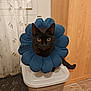 black_cat, cat, flower_collar, blue_collar, pet, indoor, plastic_container, wooden_furniture, curtain, floor, yellow_eyes, animal, cute, sitting, looking_at_camera, domestic, feline, cozy, household, pet_accessory