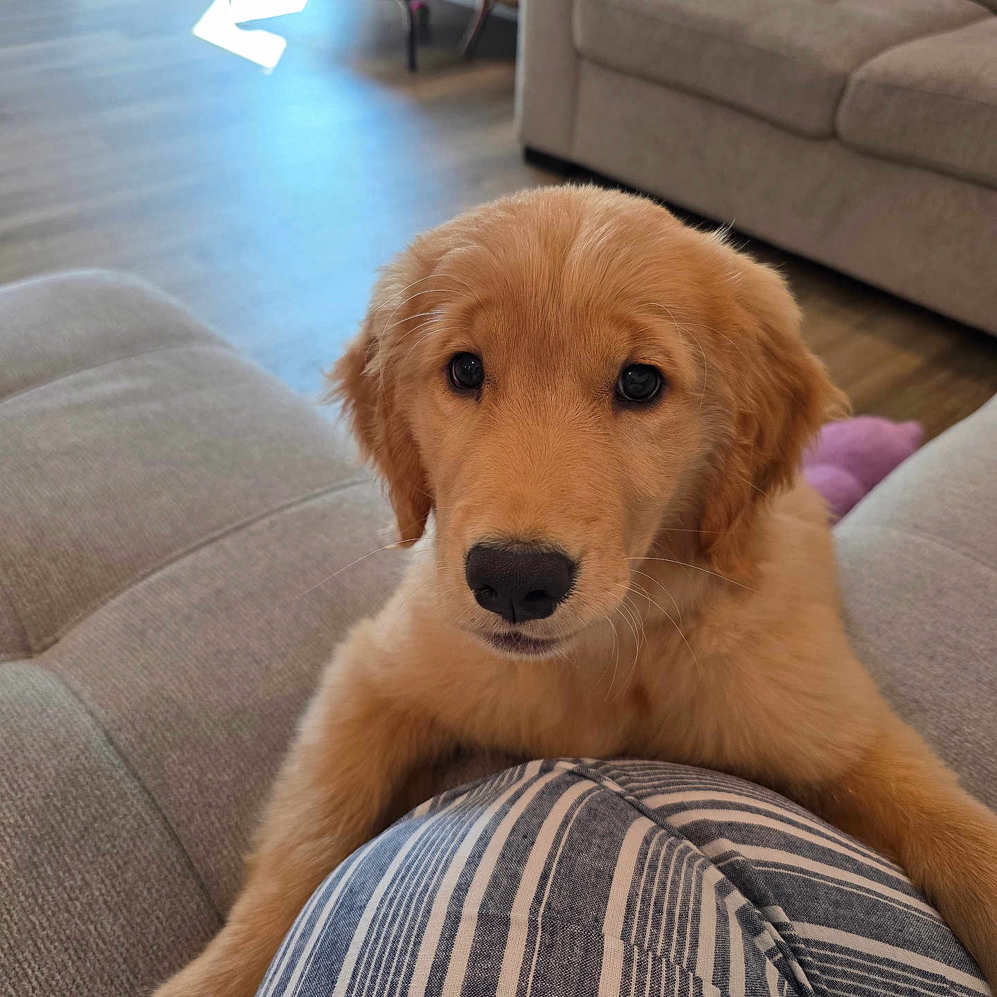 Willow is registered to the contest to win money with this photo: adorable, animal, canine, couch, cute, dog, domestic_animal, face, floor, fur, furniture, golden_retriever, indoor, living_room, mammal, pet, puppy, striped_cushion, wooden_floor, young_dog