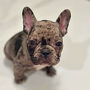 Rocky joined the competition — help win amazing prizes! dog, puppy, french_bulldog, brindle, pet, animal, ears, cute, portrait, close_up, looking_up, indoor, white_background, fur, canine, young, adorable, face, pet_portrait, small_dog