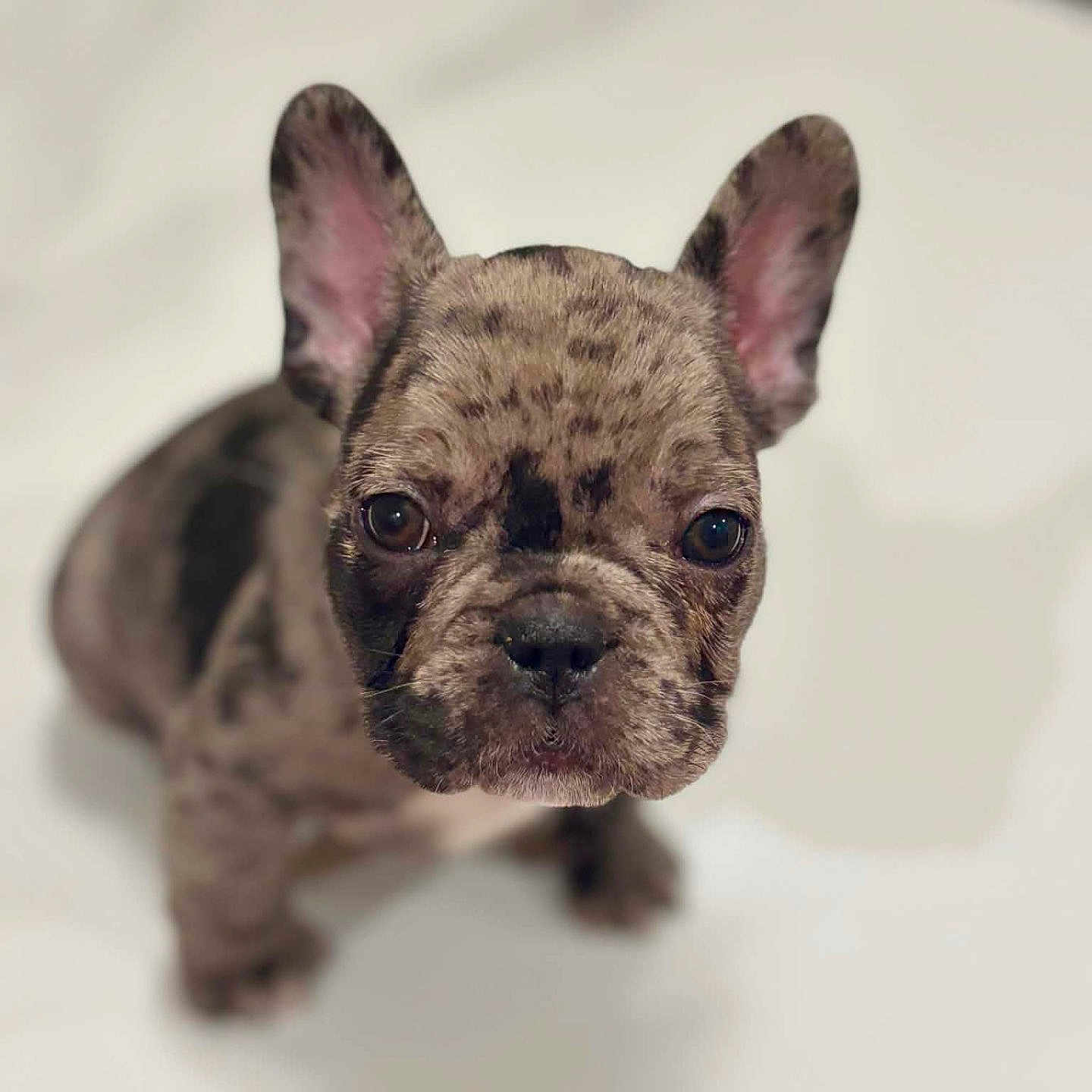 Rocky joined the competition — help win amazing prizes! dog, puppy, french_bulldog, brindle, pet, animal, ears, cute, portrait, close_up, looking_up, indoor, white_background, fur, canine, young, adorable, face, pet_portrait, small_dog