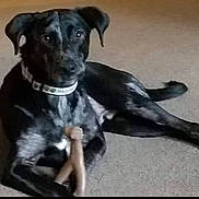 Shadow joined the competition — help win amazing prizes! animal, boxer, bulldog, canine, dog, greatdane, hound, labradorretriever, pet, pointer, puppy