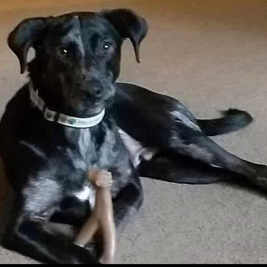 Shadow joined the competition — help win amazing prizes! animal, boxer, bulldog, canine, dog, greatdane, hound, labradorretriever, pet, pointer, puppy