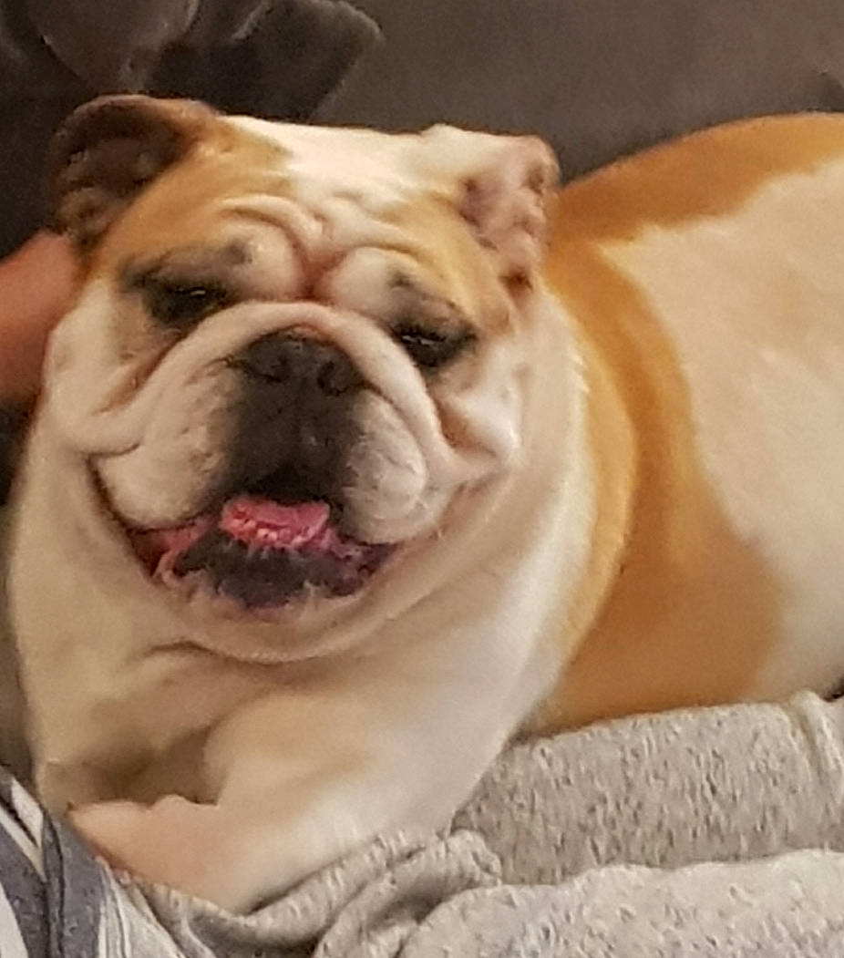 Kenya participe au concours pour gagner de l'argent avec cette photo : australian_bulldog, british_bulldogs, bulldog, canidae, carnivore, companion_dog, dog, dog_breed, fawn, mammal, non_sporting_group, nose, old_english_bulldog, olde_english_bulldogge, skin, snout, toy_bulldog, vertebrate, white_english_bulldog, wrinkle