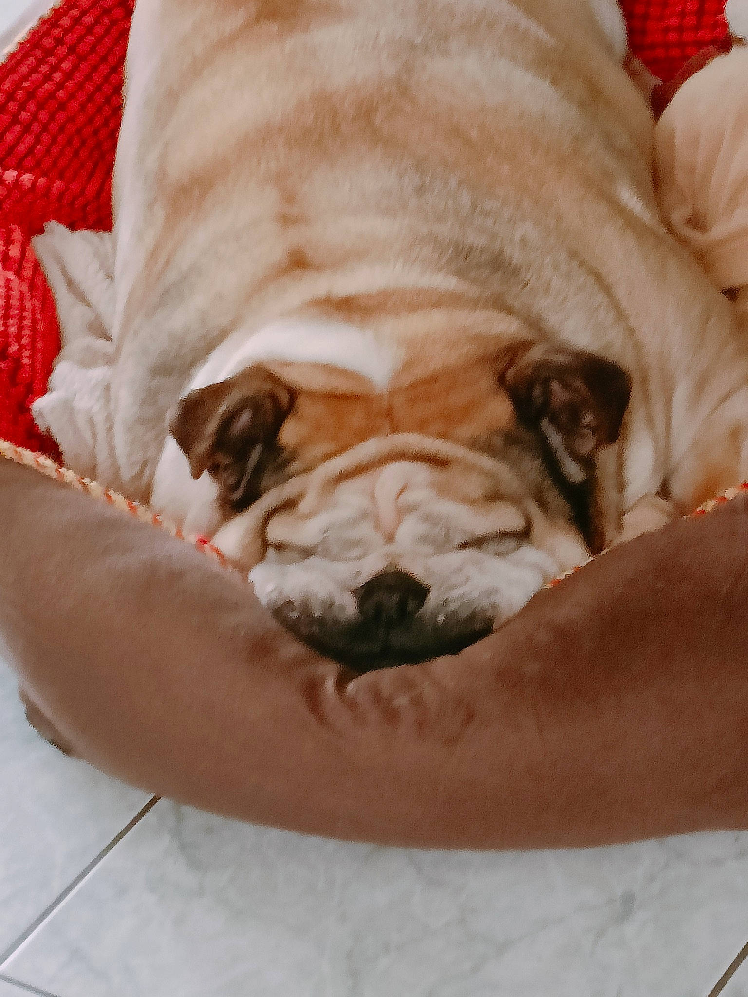 Kenya participe au concours pour gagner de l'argent avec cette photo : bored, bulldog, canidae, carnivore, comfort, companion_dog, dog, dog_breed, dog_supply, fawn, liver, nap, snout, sporting_group, terrestrial_animal, toy_dog, whiskers, white_english_bulldog, working_animal, wrinkle