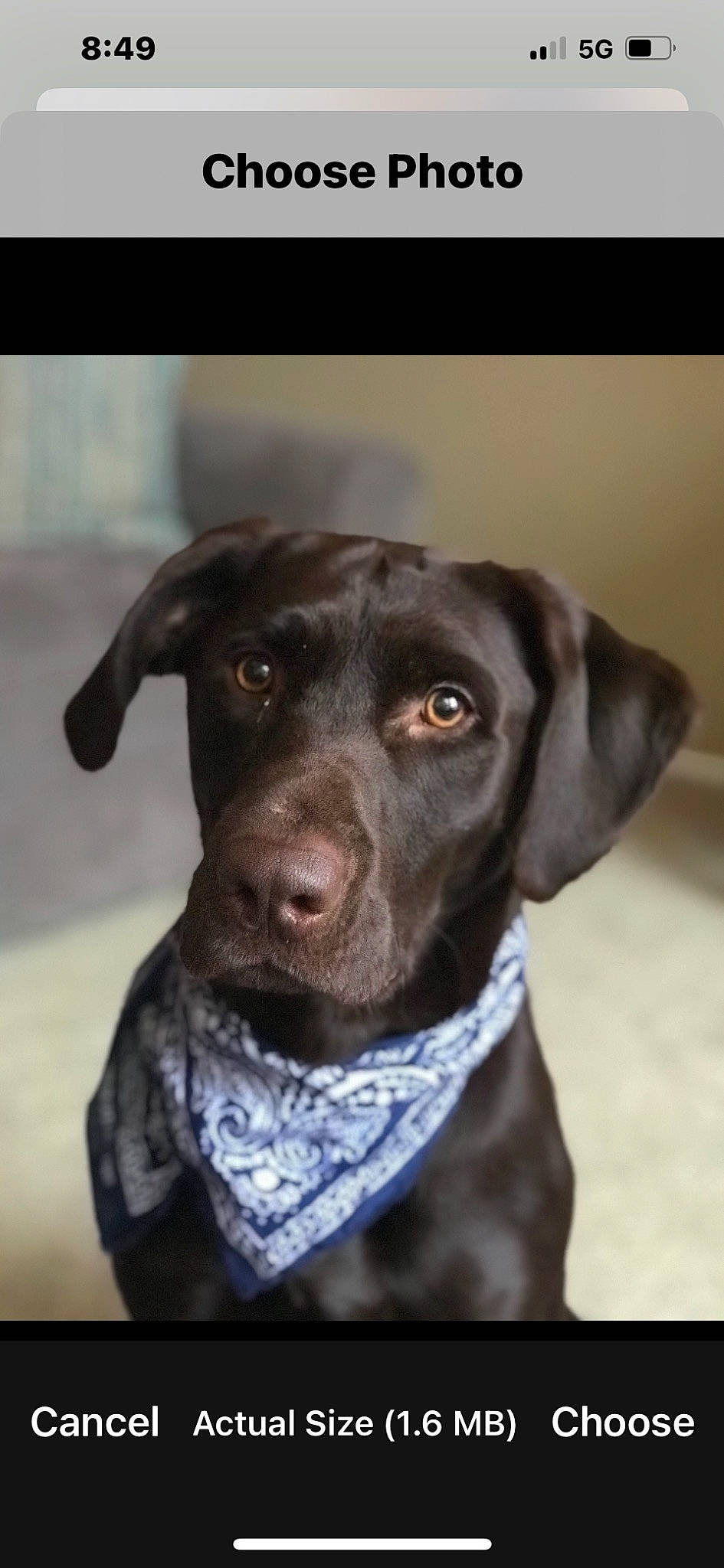 Remington is registered to the contest to win money with this photo: borador, canidae, carnivore, collar, companion_dog, dog, dog_breed, dog_collar, ear, electric_blue, eye, fur, liver, pet_supply, sleeve, snout, sporting_group, whiskers, working_animal