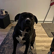 Duke joined the competition — help win amazing prizes! dog, black_dog, white_chest, standing, indoor, portrait, pet, canine, short_hair, floppy_ears, dark_fur, brown_eyes, rug, wooden_floor, living_room, furniture, flag, home, camera_facing, alert