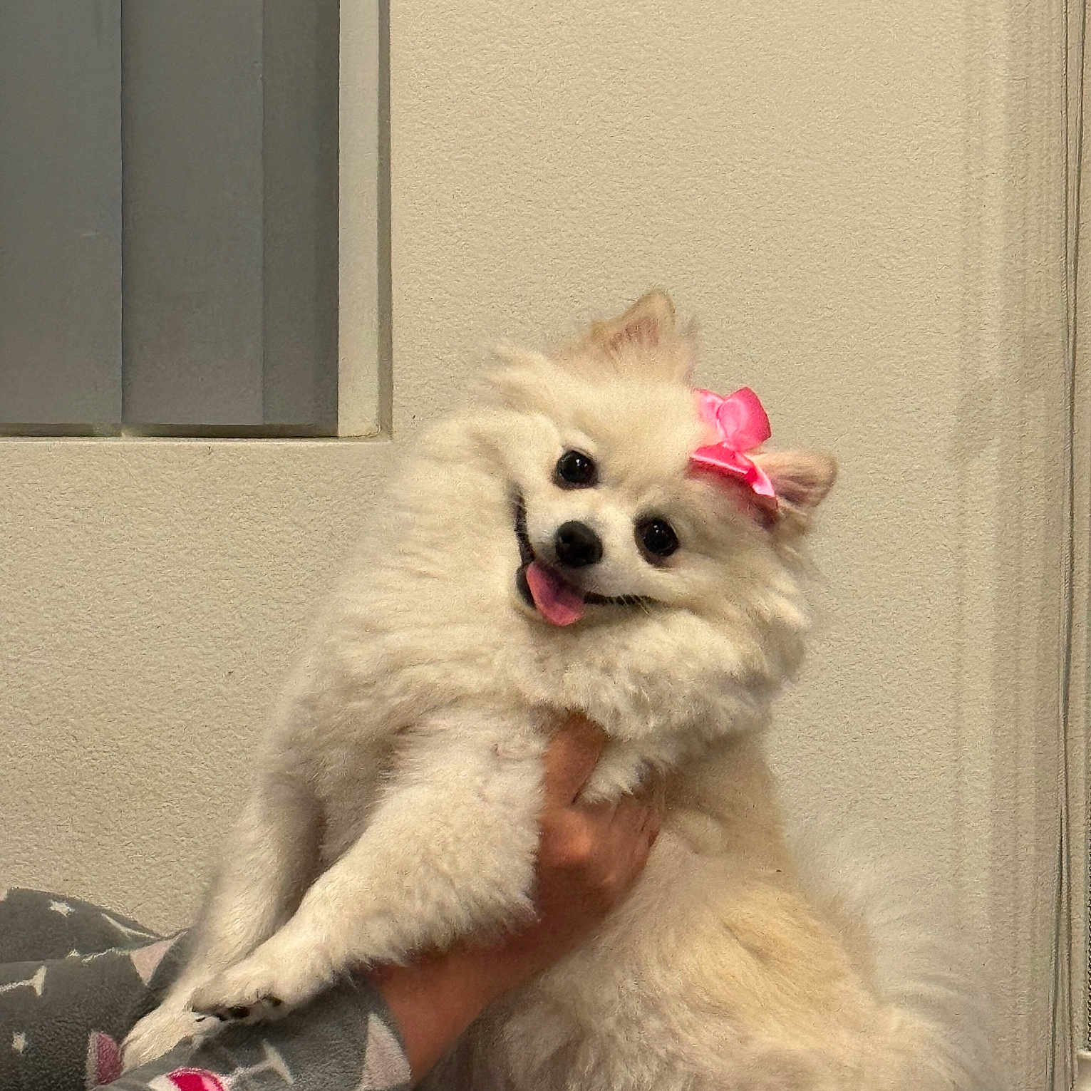 Somi is registered to the contest to win money with this photo: animal, bodypart, canine, cat, clothing, dog, door, eskimodog, face, head, mouth, pants, person, pet, photography, plant, portrait, pottedplant, puppy, whitedog