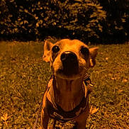 Moto a rejoint le concours — aidez-le/la à gagner de superbes lots ! dog, canine, pet, outdoors, night, grass, park, harness, leash, standing, closeup, portrait, animal, brown_dog, curious, funny, large_nose, pointed_ears, warm_lighting, dark_background