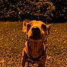 dog, canine, pet, outdoors, night, grass, park, harness, leash, standing, closeup, portrait, animal, brown_dog, curious, funny, large_nose, pointed_ears, warm_lighting, dark_background