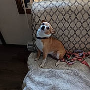 Laya is registered to the contest to win money with this photo: animal, blanket, brown_and_white, collar, companion, couch, cozy, curious, cute, dog, domestic, furniture, home, indoor, leash, looking_up, pet, resting, sitting, small_dog