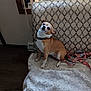 animal, blanket, brown_and_white, collar, companion, couch, cozy, curious, cute, dog, domestic, furniture, home, indoor, leash, looking_up, pet, resting, sitting, small_dog