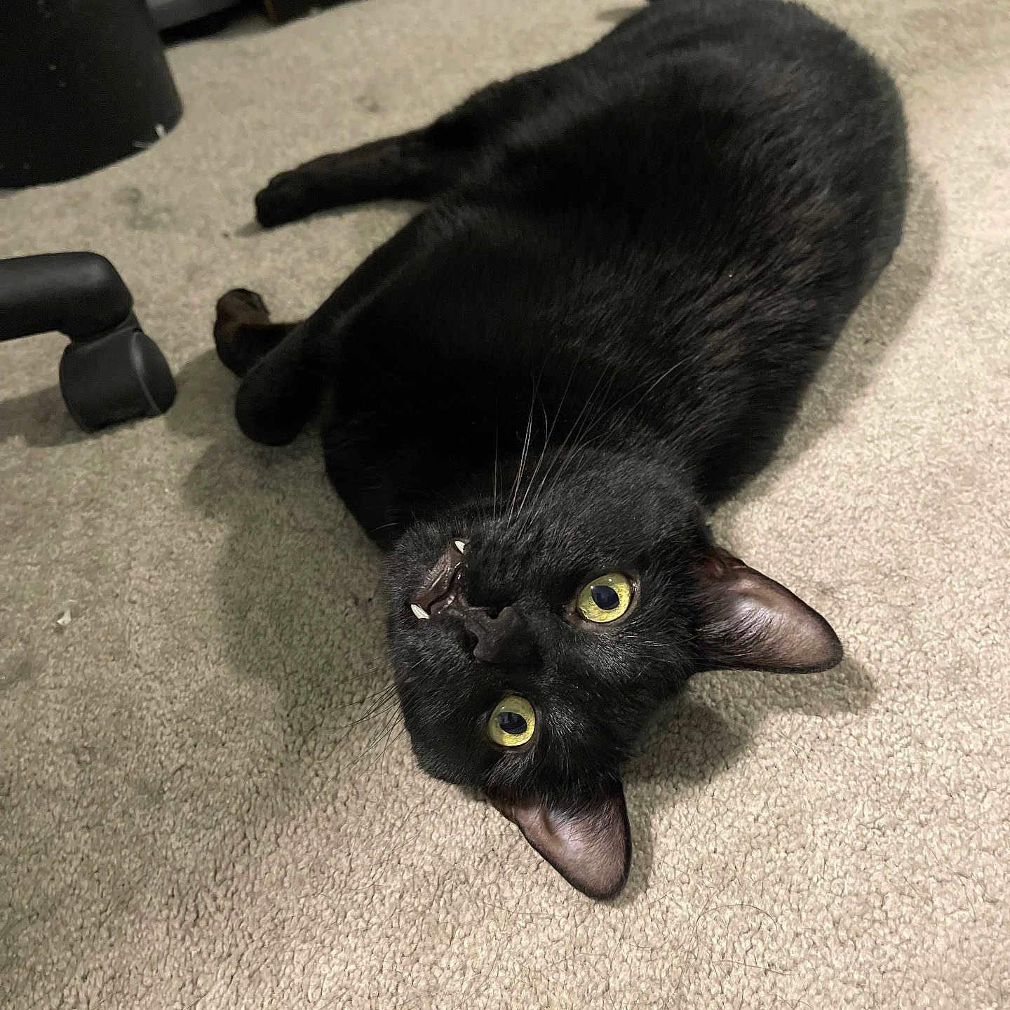 Leo joined the competition — help win amazing prizes! animal, black_cat, carpet, cat, chair_wheel, cute, ears, fangs, feline, floor, fur, home, indoor, looking_up, lying_down, pet, playful, relaxed, whiskers, yellow_eyes
