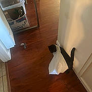 Luna joined the competition — help win amazing prizes! cat, black_cat, plastic_bag, wooden_floor, indoor, shadow, wall, curious, pet, animal, household, flooring, tail, head, domestic, feline, toy, box, container, table