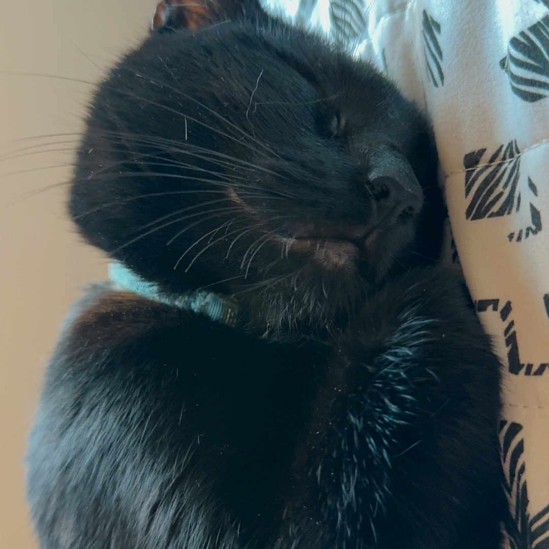 Luna joined the competition — help win amazing prizes! animal, black_cat, cat, close_up, collar, comfort, cozy, cute, feline, fur, indoor, mammal, nap, pet, pillow, relaxation, resting, sleeping, soft, whiskers