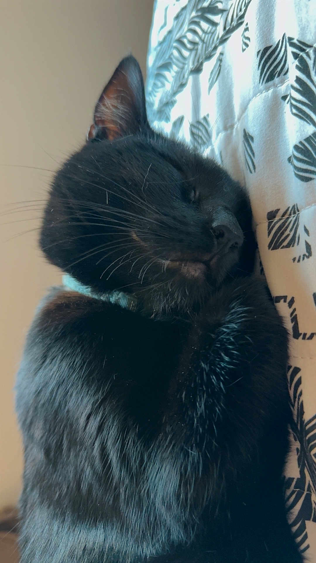Luna joined the competition — help win amazing prizes! black_cat, sleeping, cat, pet, fur, whiskers, close_up, indoor, cozy, resting, animal, cute, collar, feline, soft, nap, comfort, pillow, relaxation, mammal