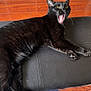 Luna is registered to the contest to win money with this photo: black_cat, cat, yawning, pet, animal, feline, indoor, leather_surface, blanket, wooden_shelf, relaxed, mouth_open, whiskers, fur, claws, yellow_eyes, domestic_animal, resting, paw, home
