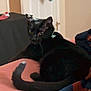 Luna is registered to the contest to win money with this photo: black_cat, cat, pet, indoor, blanket, bed, furniture, door, towel, relaxed, fur, animal, tail, collar, resting, cozy, soft, domestic, curious, looking