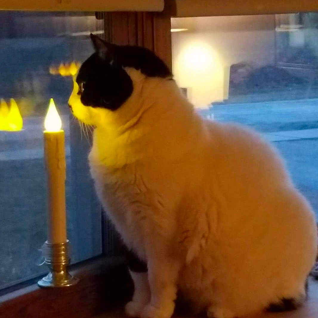 Lucy is registered to the contest to win money with this photo: angora, animal, candle, cat, diningtable, egyptiancat, fire, furniture, kitten, lamp, light, lighting, manx, pet, plant, pottedplant, siamese, table, window, windowsill