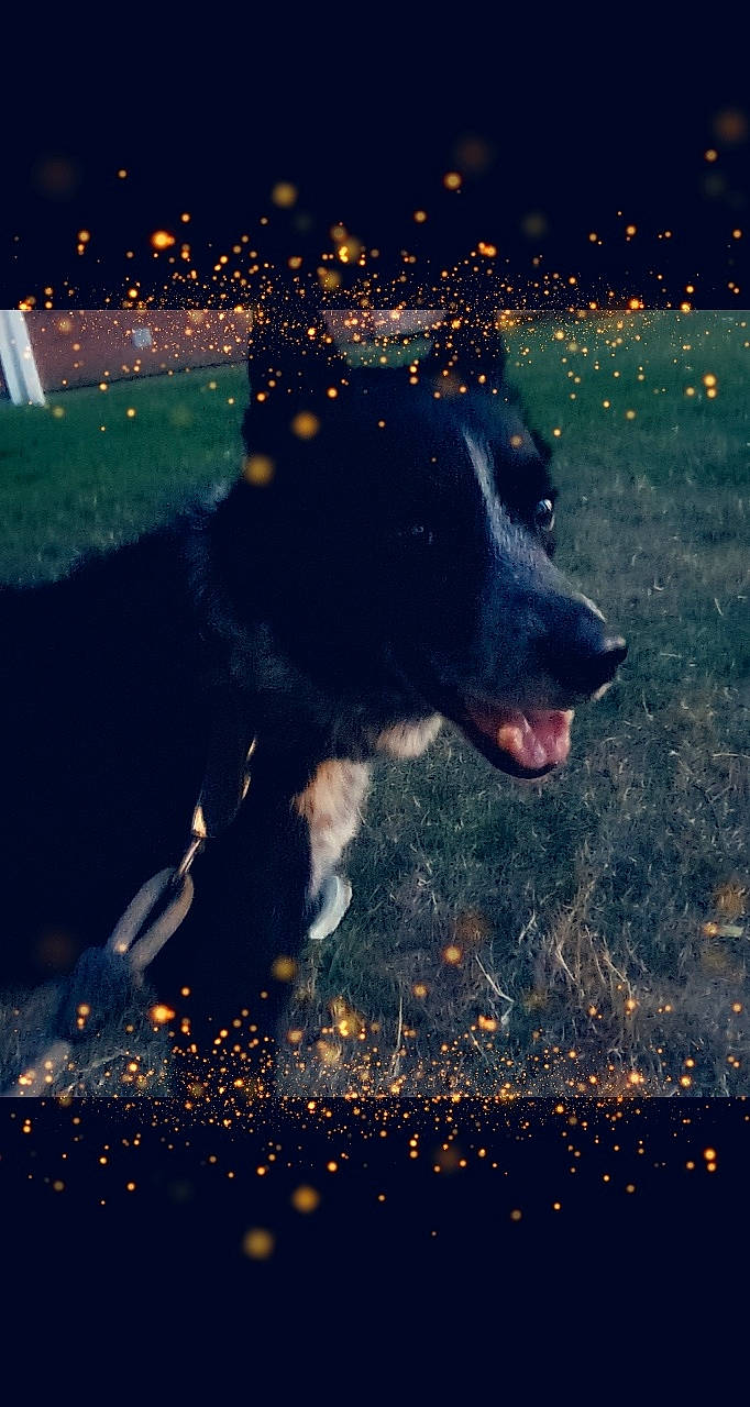 Tayson participe au concours pour gagner de l'argent avec cette photo : border_collie, canidae, carnivore, cloud, dog, dog_breed, photography, sky, snout, sporting_group, water, working_dog