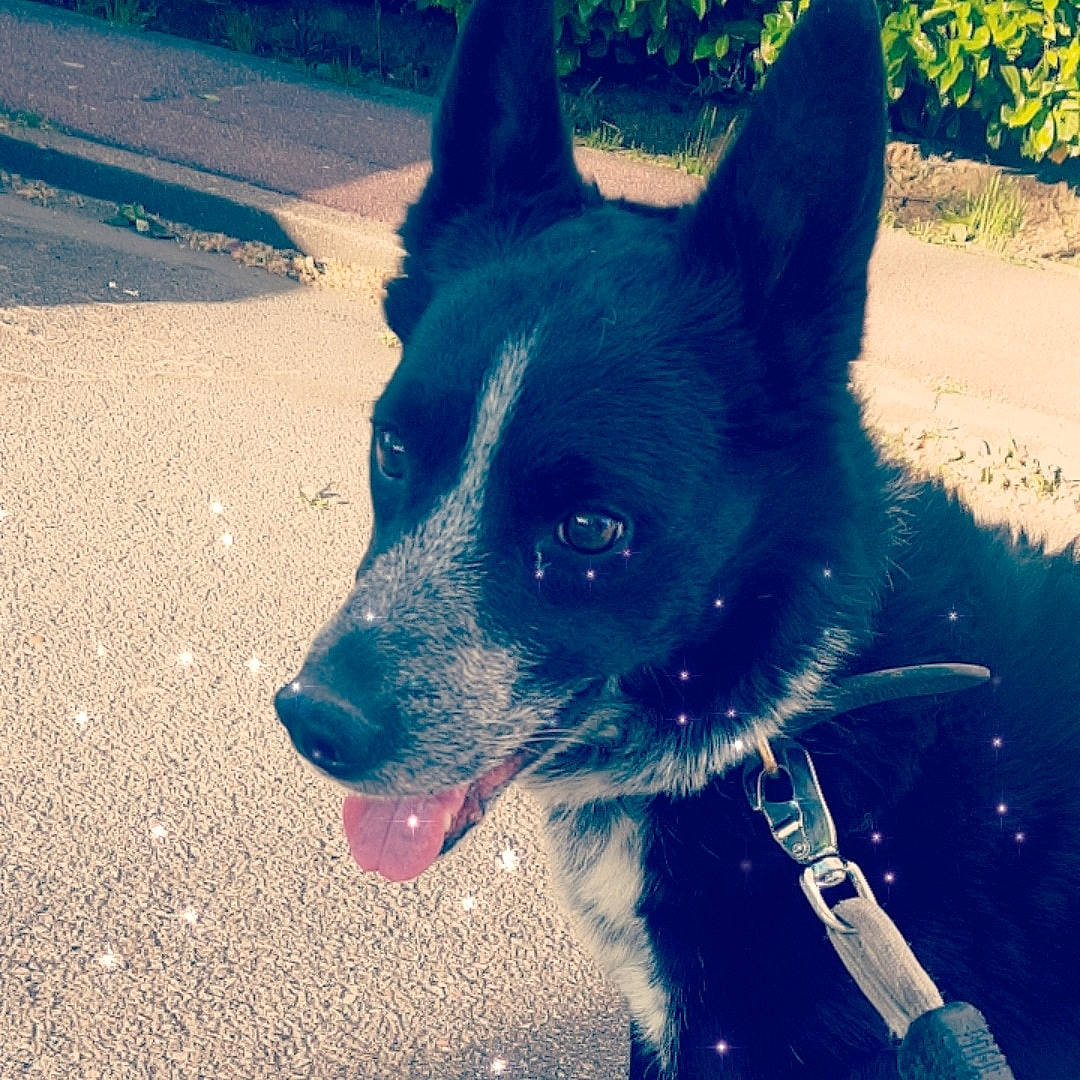 Tayson participe au concours pour gagner de l'argent avec cette photo : canidae, carnivore, dog, dog_breed, ear, mammal, nose, sky, snout, vertebrate