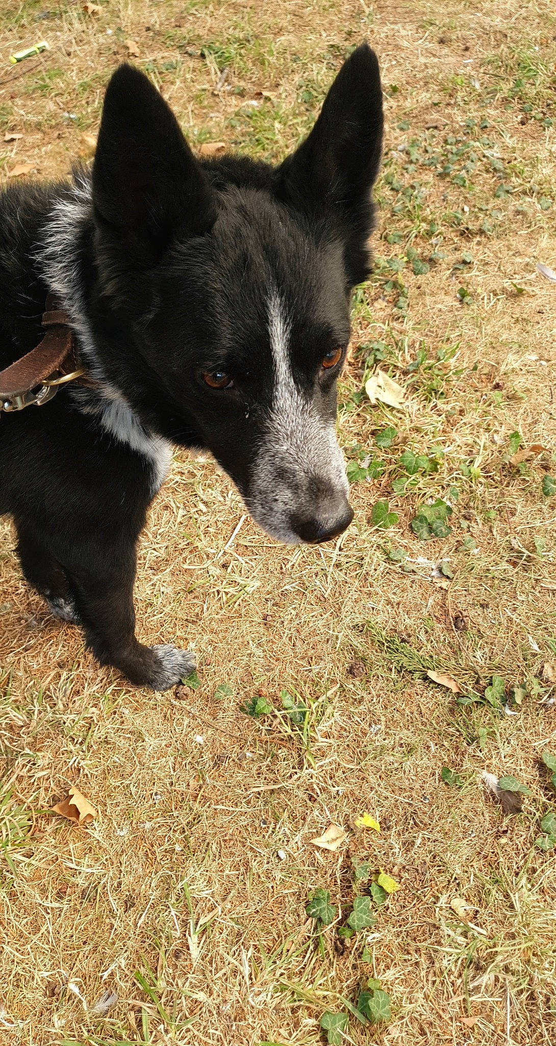 Tayson a rejoint le concours — aidez-le/la à gagner de superbes lots ! australian_cattle_dog, australian_kelpie, australian_stumpy_tail_cattle_dog, black_norwegian_elkhound, canaan_dog, canidae, carnivore, dog, dog_breed, karelian_bear_dog, mammal, mcnab, rare_breed_dog, russo_european_laika, texas_heeler, vertebrate, working_dog