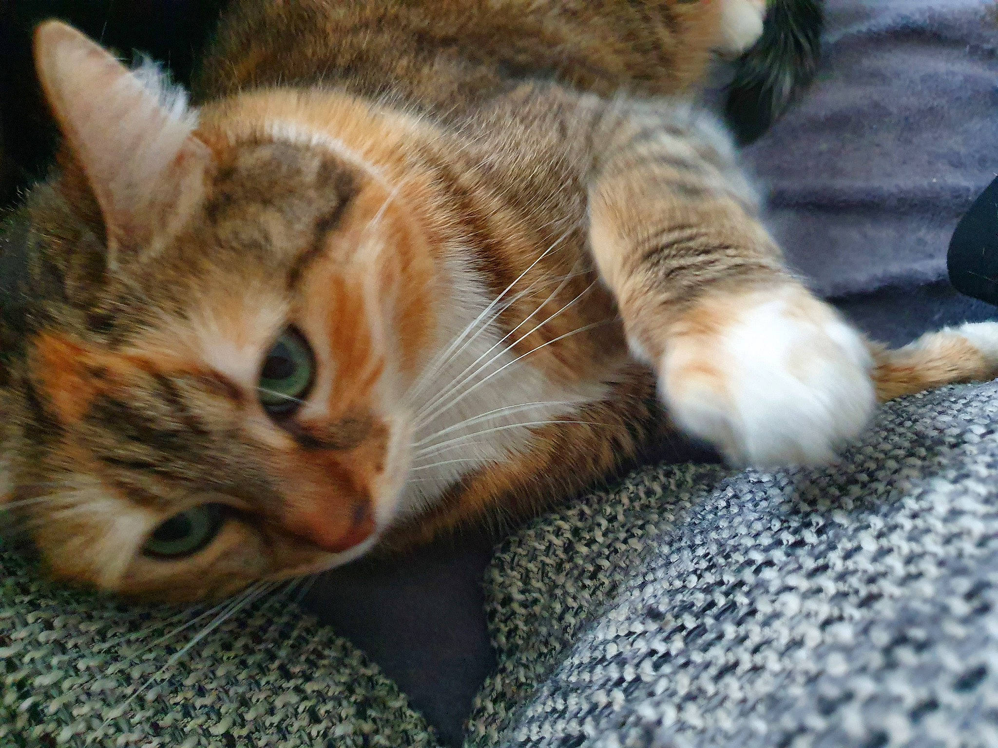 Nina a rejoint le concours — aidez-le/la à gagner de superbes lots ! aegean_cat, american_wirehair, asian, california_spangled, carnivore, cat, claw, domestic_short_haired_cat, dragon_li, european_shorthair, eye, felidae, fur, mammal, paw, small_to_medium_sized_cats, snout, tabby_cat, toyger, whiskers