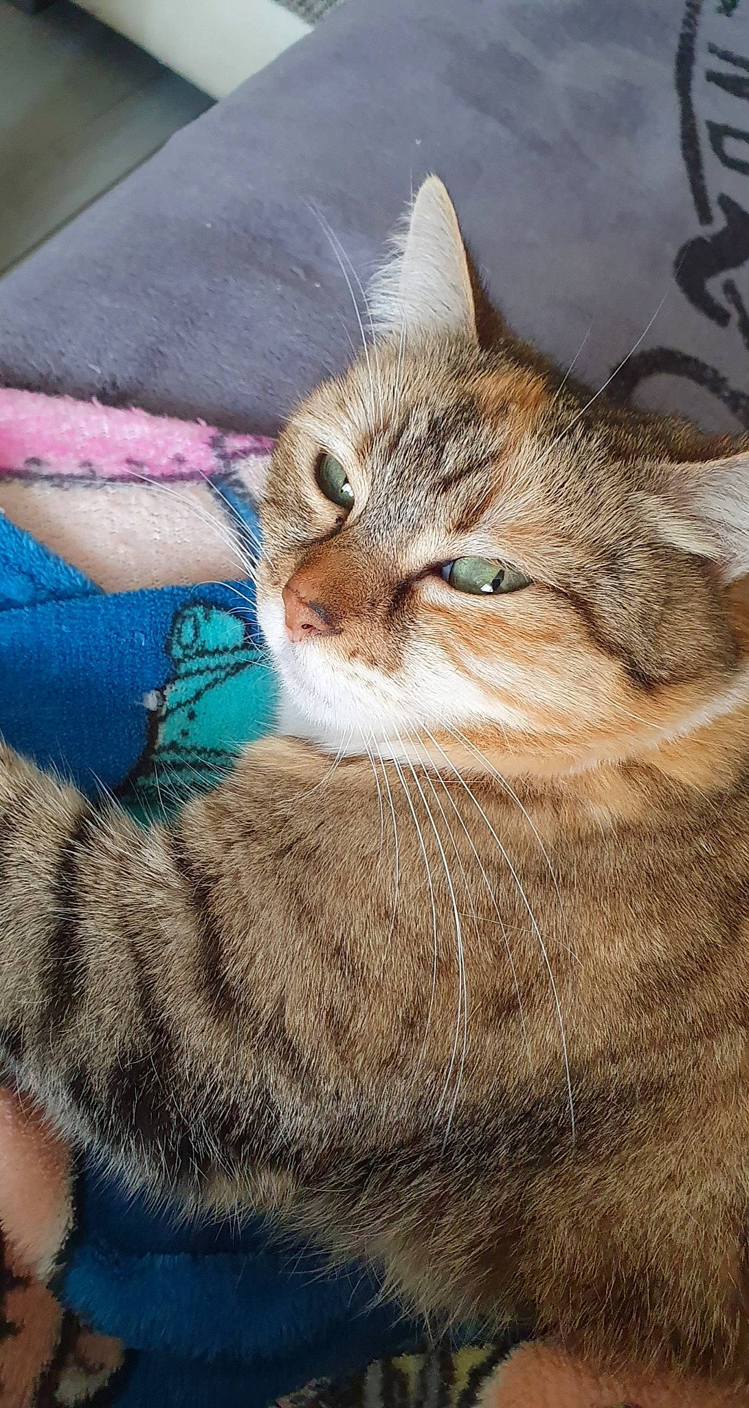 Nina participe au concours pour gagner de l'argent avec cette photo : aegean_cat, american_shorthair, american_wirehair, asian, australian_mist, carnivore, cat, domestic_short_haired_cat, dragon_li, european_shorthair, fawn, felidae, fur, kitten, mammal, small_to_medium_sized_cats, tabby_cat, whiskers