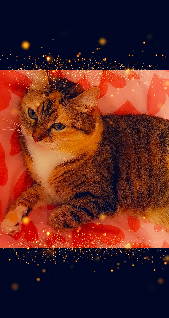 Nina a rejoint le concours — aidez-le/la à gagner de superbes lots ! american_bobtail, american_wirehair, california_spangled, carnivore, cat, christmas, domestic_short_haired_cat, european_shorthair, felidae, fur, kitten, kurilian_bobtail, norwegian_forest_cat, rusty_spotted_cat, small_to_medium_sized_cats, tabby_cat, toyger, whiskers