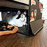 Daphne Soto is registered to the contest to win money with this photo: animal, blanket, calico, cat, closeup, cozy, curious, feline, floor, fur, home, indoor, keyboard, pet, resting, stickers, tablet, technology, under_furniture, wooden_floor