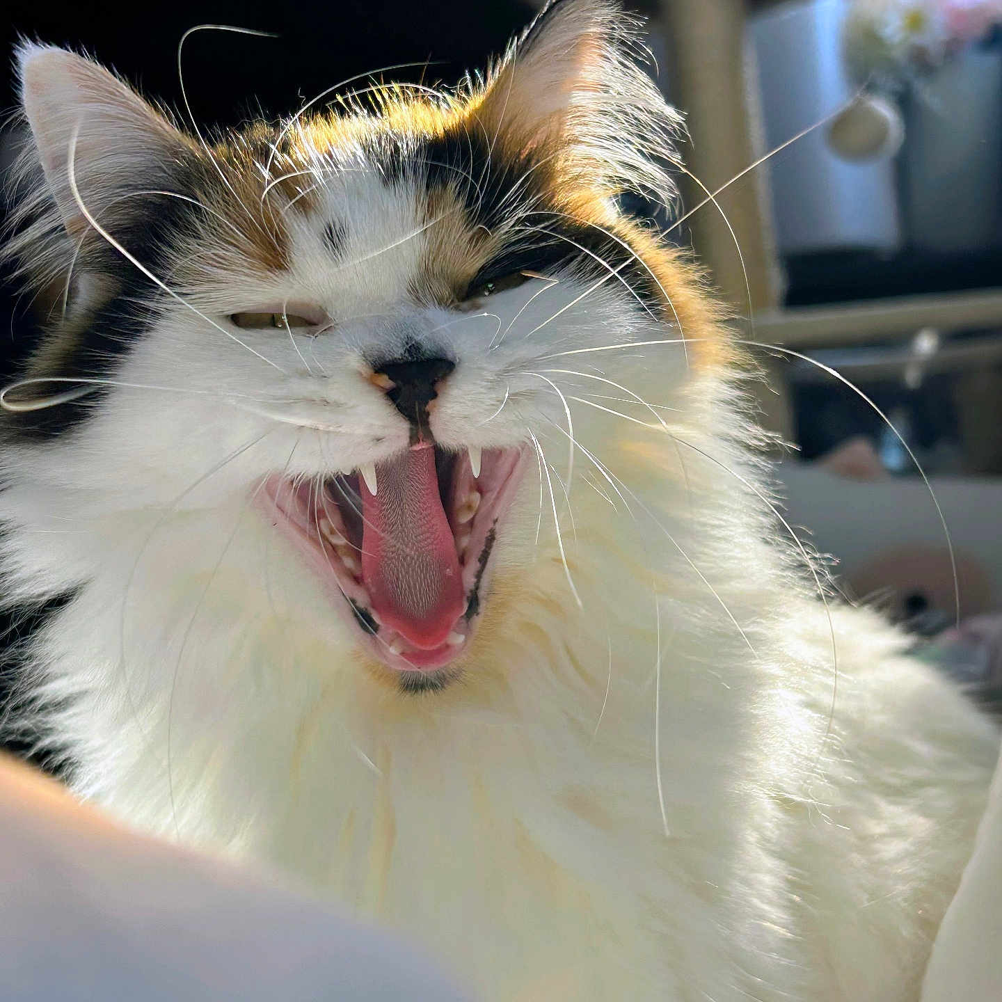 Daphne Soto is registered to the contest to win money with this photo: cat, yawning, fluffy_fur, whiskers, indoor, sunlight, close_up, pet, animal, sharp_teeth, tongue, relaxation, cozy, feline, home, window, blurred_background, cat_tree, cute, sleepy