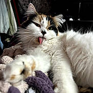 Daphne Soto joined the competition — help win amazing prizes! animal, blanket, calico, cat, close_up, cozy, cute, feline, fluffy, fur, grooming, home, indoor, paw, pet, relaxed, resting, stretching, tongue_out, whiskers