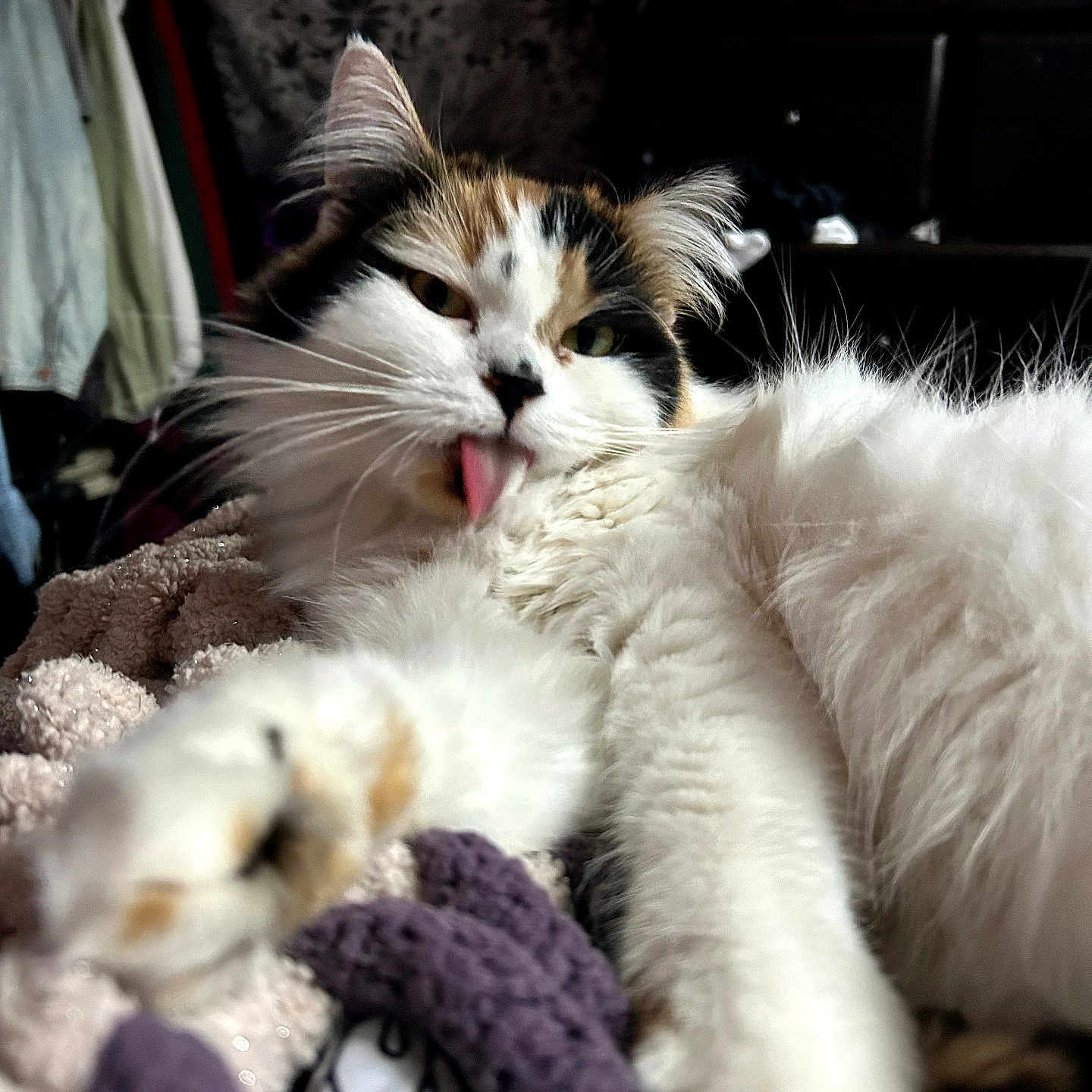 Daphne Soto joined the competition — help win amazing prizes! animal, blanket, calico, cat, close_up, cozy, cute, feline, fluffy, fur, grooming, home, indoor, paw, pet, relaxed, resting, stretching, tongue_out, whiskers