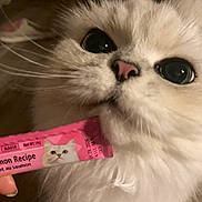 Tofu joined the competition — help win amazing prizes! animal, cat, close_up, curious, cute, domestic_cat, eye_contact, feline, fluffy, food_packet, hand, indoor, pet, pink_nose, salmon_recipe, snack, soft_fur, treat, whiskers, white_cat