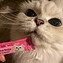 animal, cat, close_up, curious, cute, domestic_cat, eye_contact, feline, fluffy, food_packet, hand, indoor, pet, pink_nose, salmon_recipe, snack, soft_fur, treat, whiskers, white_cat
