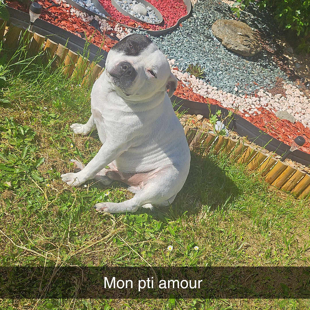 Narko a rejoint le concours — aidez-le/la à gagner de superbes lots ! animal, art, boxer, bulldog, canine, dog, flagstone, frenchbulldog, grass, leaf, nature, outdoors, painting, path, pet, pitbull, plant, rock, soil, walkway