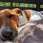 Uby participe au concours pour gagner de l'argent avec cette photo : dog, sleeping, close_up, brown, white, nose, ear, fur, pillow, cushion, outdoor, sunlight, shadow, relaxation, pet, animal, face, resting, peaceful, nature