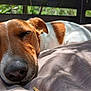 dog, sleeping, close_up, brown, white, nose, ear, fur, pillow, cushion, outdoor, sunlight, shadow, relaxation, pet, animal, face, resting, peaceful, nature
