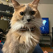 Zuri joined the competition — help win amazing prizes! cat, bow_tie, fluffy, pet, indoor, living_room, furniture, television, trophy, curious, portrait, close_up, whiskers, orange, gray, white, cute, animal, domestic, feline