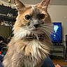 cat, bow_tie, fluffy, pet, indoor, living_room, furniture, television, trophy, curious, portrait, close_up, whiskers, orange, gray, white, cute, animal, domestic, feline
