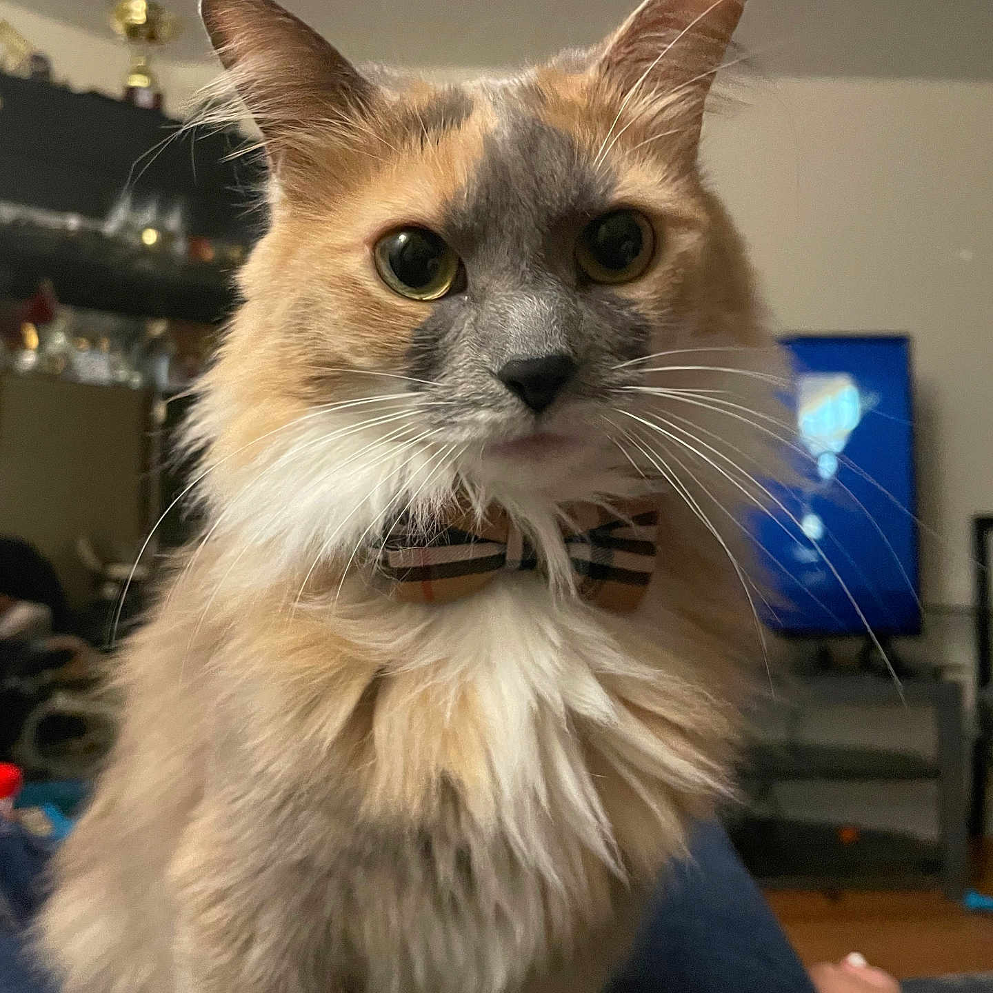 Zuri joined the competition — help win amazing prizes! cat, bow_tie, fluffy, pet, indoor, living_room, furniture, television, trophy, curious, portrait, close_up, whiskers, orange, gray, white, cute, animal, domestic, feline