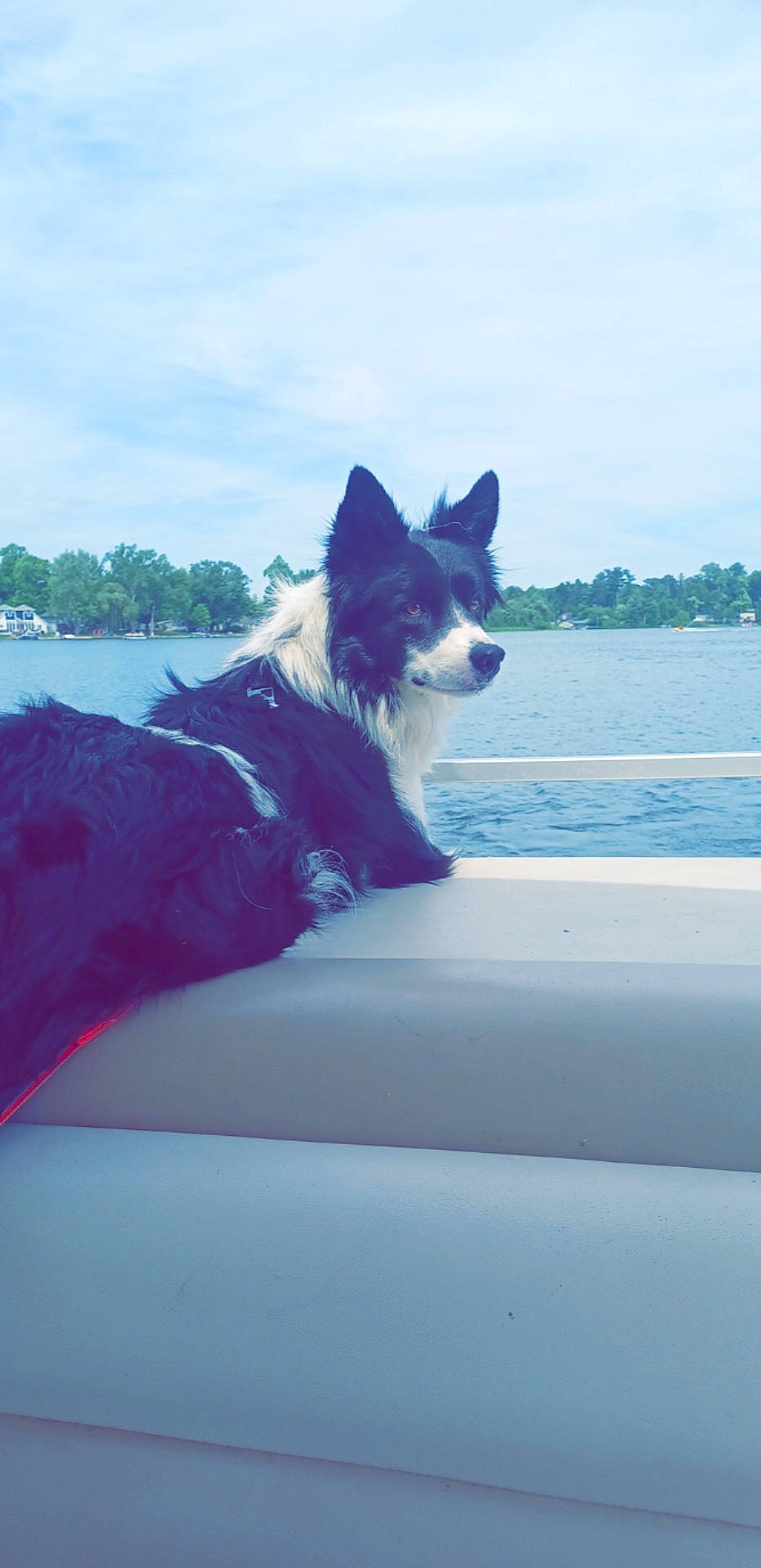 Gustav joined the competition — help win amazing prizes! automotive_exterior, carnivore, cloud, companion_dog, dog, dog_breed, dog_supply, electric_blue, herding_dog, hood, lake, sky, snout, sporting_group, tail, tree, vehicle, vehicle_door, water, windshield