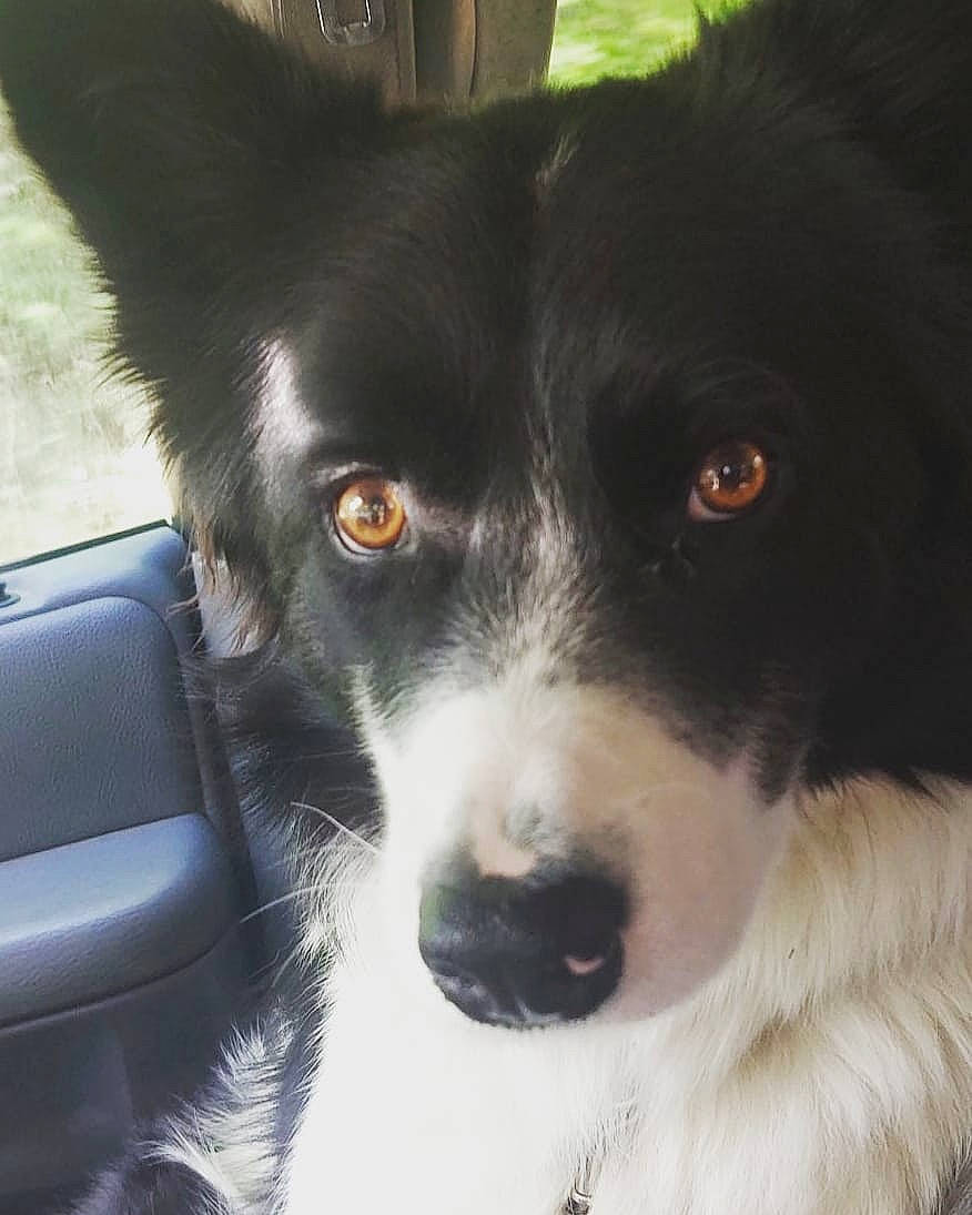 Gustav is registered to the contest to win money with this photo: australian_collie, borador, border_collie, canidae, carnivore, collar, companion_dog, dog, dog_breed, dog_collar, fur, herding_dog, sporting_group, sports_equipment, steering_wheel, whiskers, windshield, working_animal, working_dog