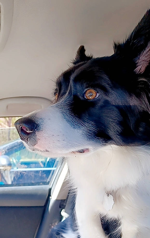 Gustav is registered to the contest to win money with this photo: automotive_mirror, borador, border_collie, canidae, carnivore, collar, companion_dog, dog, dog_breed, dog_collar, fur, giant_dog_breed, herding_dog, snout, sporting_group, vehicle_door, whiskers, windshield, working_animal, working_dog