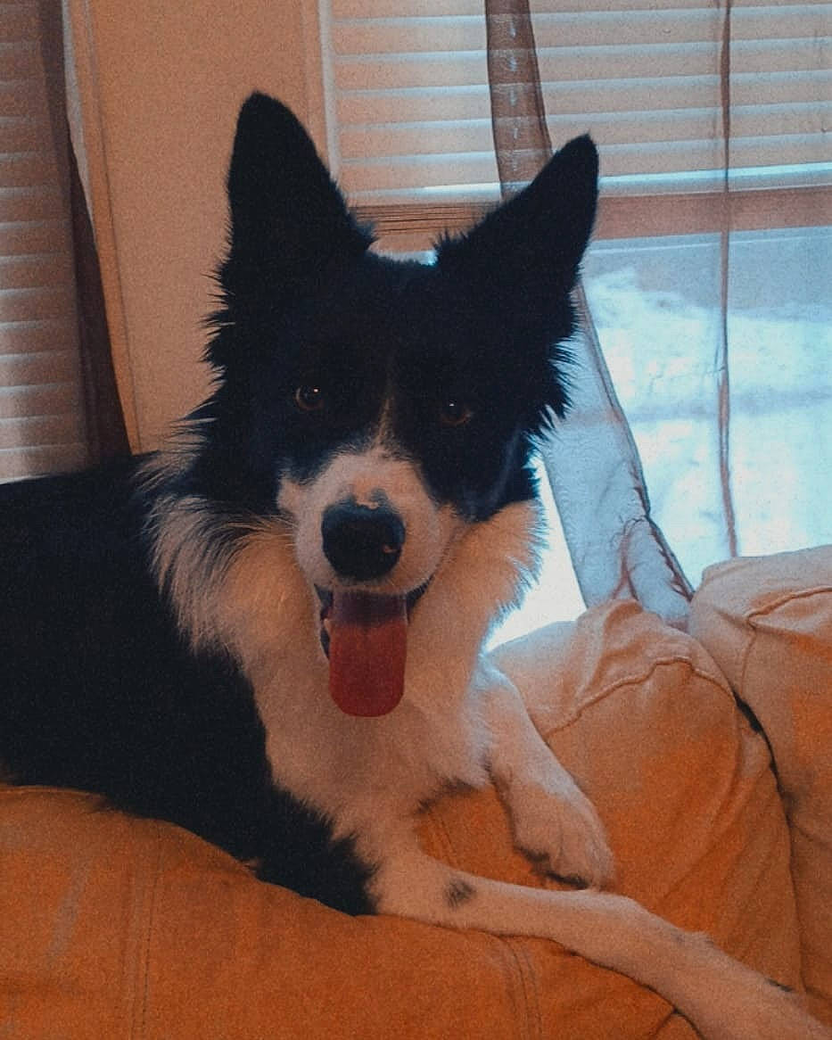 Gustav joined the competition — help win amazing prizes! border_collie, canidae, carnivore, comfort, companion_dog, dog, dog_breed, dog_supply, fur, herding_dog, non_sporting_group, sporting_group, tail, terrestrial_animal, whiskers, window, working_animal, working_dog