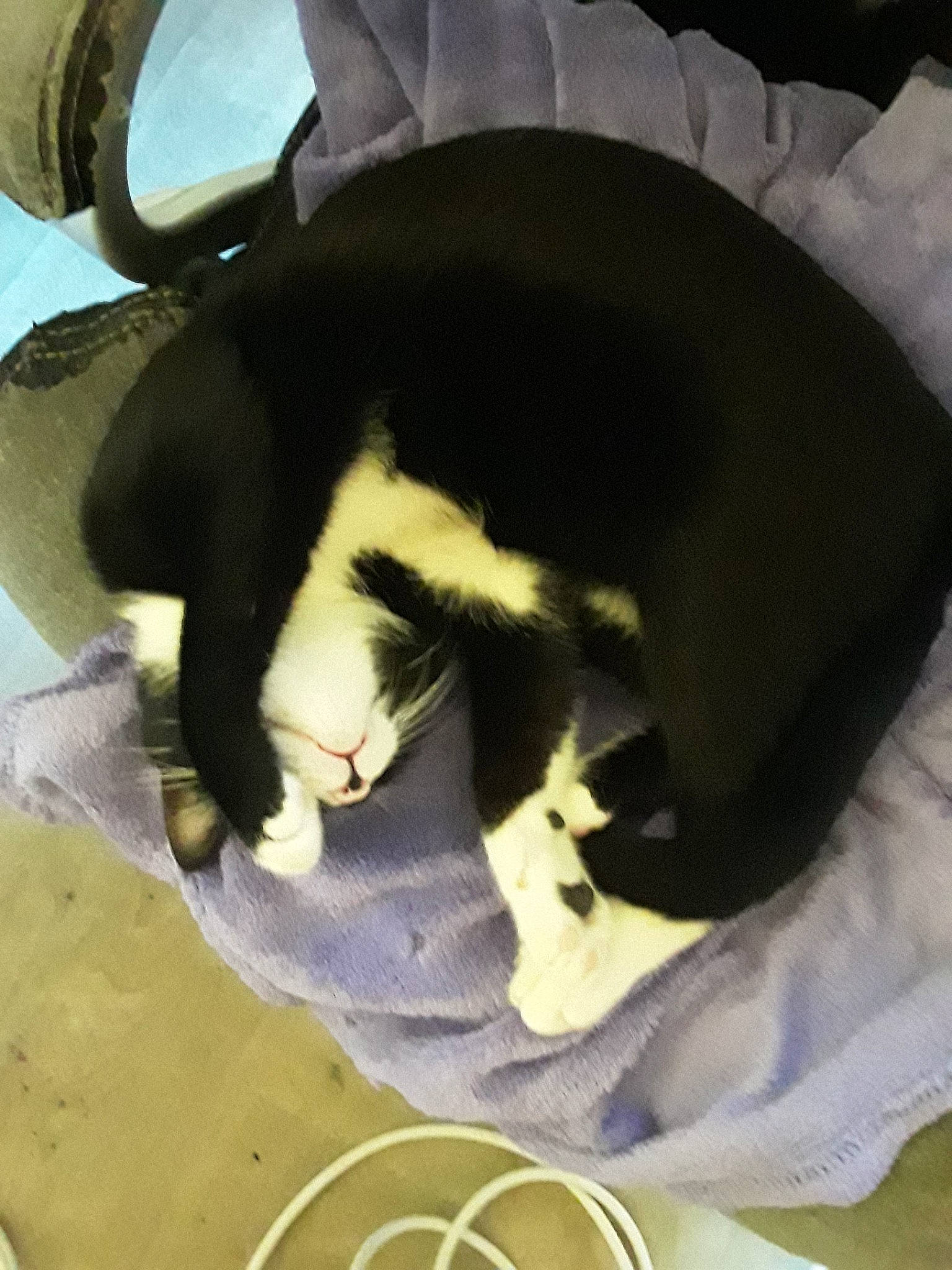 Alia participe au concours pour gagner de l'argent avec cette photo : canidae, carnivore, cat, ear, felidae, small_to_medium_sized_cats, tail, whiskers