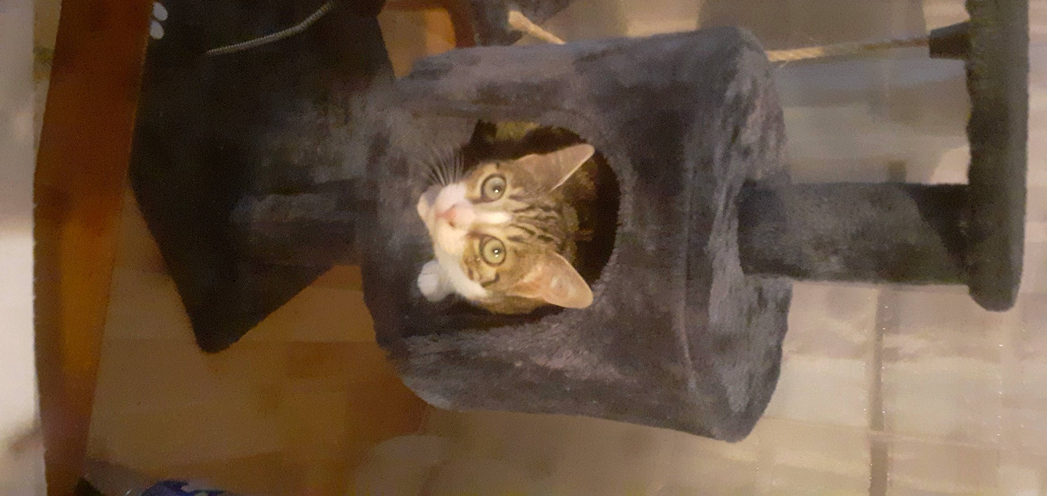 Syrielle a rejoint le concours — aidez-le/la à gagner de superbes lots ! brown, carnivore, cat, domestic_short_haired_cat, felidae, fur, metal, musical_instrument, room, small_to_medium_sized_cats, whiskers, wood